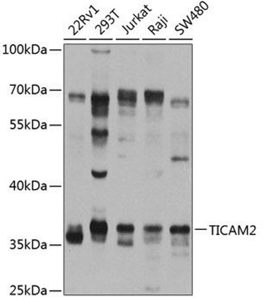Immunology Antibodies 3 Anti-TICAM2 Antibody CAB8292