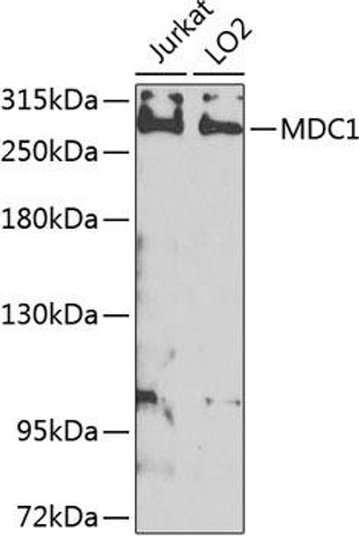 Cell Cycle Antibodies 2 Anti-MDC1 Antibody CAB8358