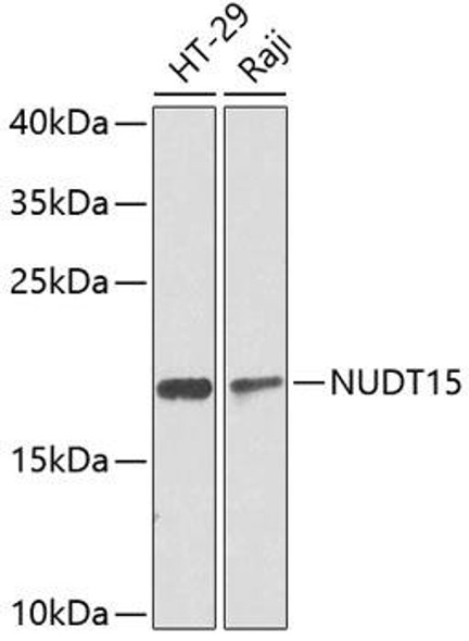 Cell Biology Antibodies 12 Anti-NUDT15 Antibody CAB8368