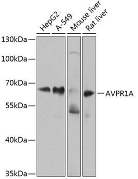Cell Biology Antibodies 12 Anti-AVPR1A Antibody CAB8400
