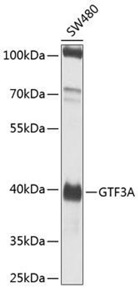 Cell Biology Antibodies 12 Anti-GTF3A Antibody CAB8426