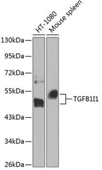 Developmental Biology Anti-TGFB1I1 Antibody CAB8459