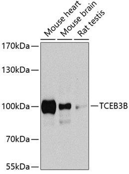 Epigenetics and Nuclear Signaling Antibodies 4 Anti-Elongin-A2 Antibody CAB8492