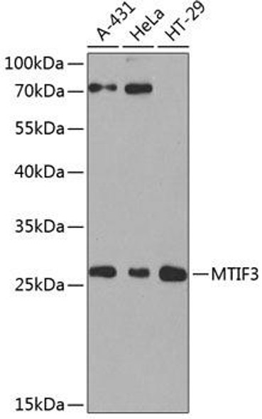 Metabolism Antibodies 3 Anti-MTIF3 Antibody CAB8524