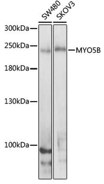 Cell Biology Antibodies 12 Anti-MYO5B Antibody CAB8558