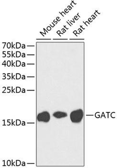 Metabolism Antibodies 3 Anti-GATC Antibody CAB8604