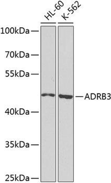 Cell Biology Antibodies 12 Anti-ADRB3 Antibody CAB8607
