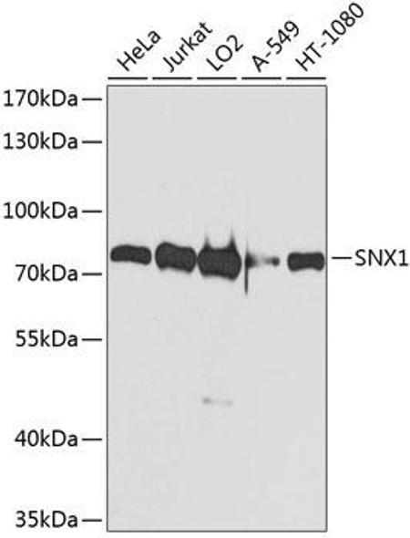 Cell Biology Antibodies 12 Anti-Sorting nexin-1 Antibody CAB8625