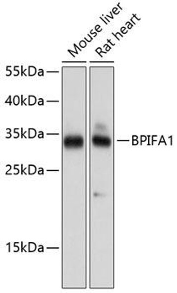 Immunology Antibodies 3 Anti-BPIFA1 Antibody CAB8634