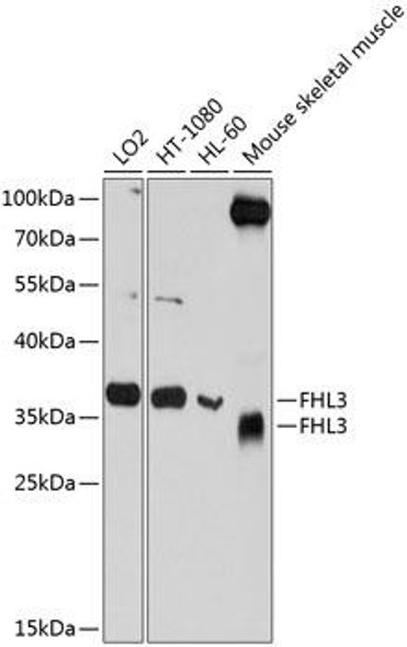 Epigenetics and Nuclear Signaling Antibodies 4 Anti-FHL3 Antibody CAB8679