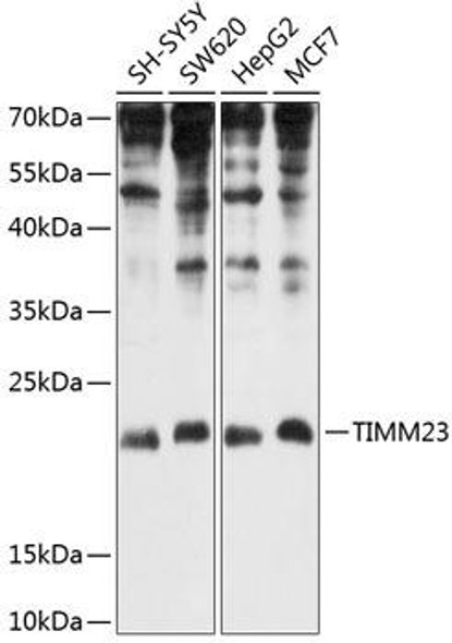 Cell Biology Antibodies 12 Anti-TIMM23 Antibody CAB8688