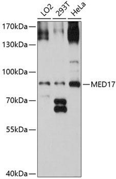 Epigenetics and Nuclear Signaling Antibodies 4 Anti-MED17 Antibody CAB8716