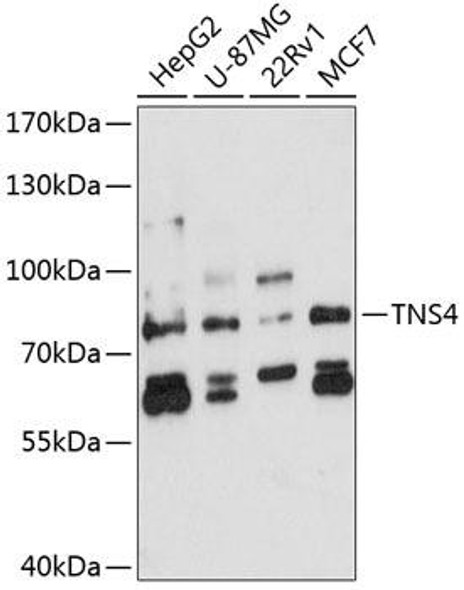 Cell Death Antibodies 2 Anti-Tensin-4 Antibody CAB8731