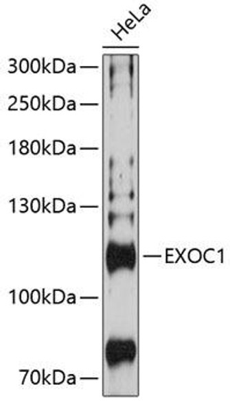 Immunology Antibodies 3 Anti-EXOC1 Antibody CAB8749