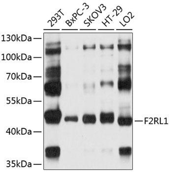 Immunology Antibodies 3 Anti-F2RL1 Antibody CAB8796