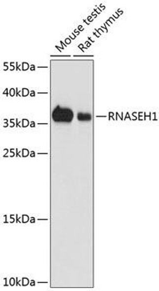 Cell Biology Antibodies 12 Anti-Ribonuclease H1 Antibody CAB9116