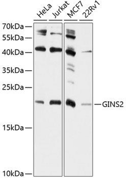 Epigenetics and Nuclear Signaling Antibodies 4 Anti-GINS2 Antibody CAB9172