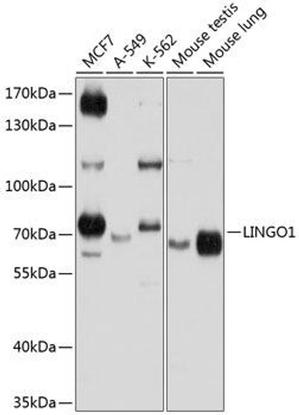 Cell Biology Antibodies 12 Anti-LINGO1 Antibody CAB9369