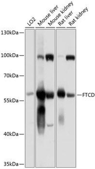 Metabolism Antibodies 3 Anti-FTCD Antibody CAB9484