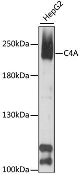 Immunology Antibodies 3 Anti-C4A Antibody CAB9511