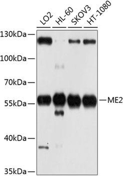 Cell Biology Antibodies 12 Anti-ME2 Antibody CAB9650