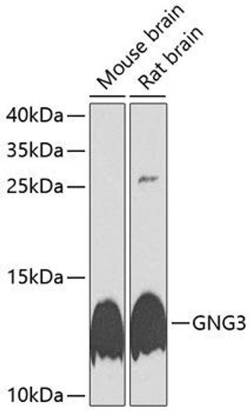 Cell Biology Antibodies 12 Anti-GNG3 Antibody CAB9817