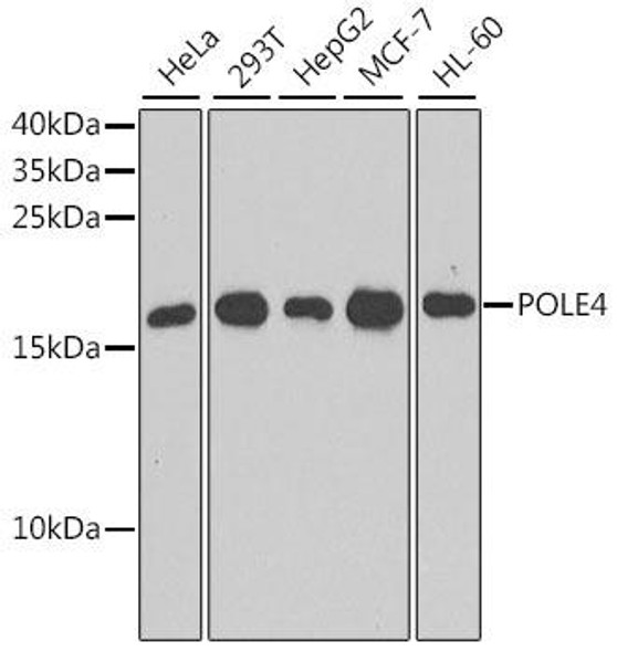 Cell Biology Antibodies 12 Anti-POLE4 Antibody CAB9882