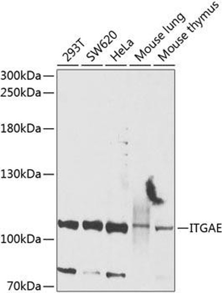 Cell Biology Antibodies 12 Anti-Integrin alpha-E Antibody CAB9934