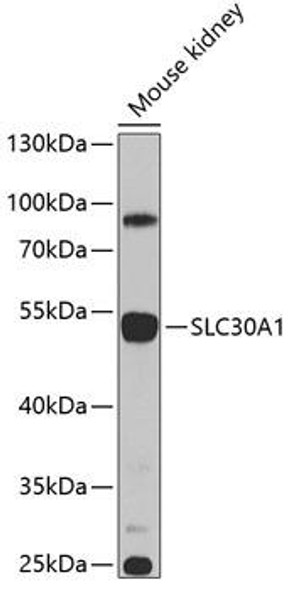 Signal Transduction Antibodies 3 Anti-Zinc transporter 1 Antibody CAB9954