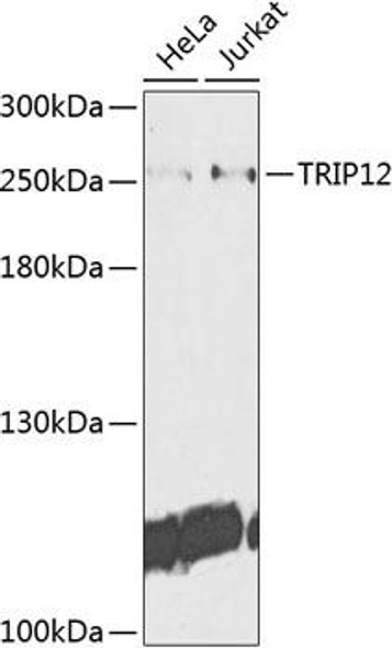 Epigenetics and Nuclear Signaling Antibodies 4 Anti-TRIP12 Antibody CAB9958