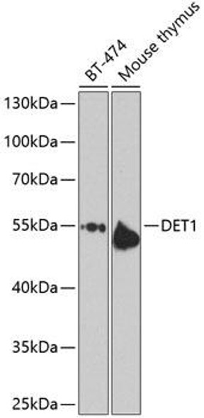 Signal Transduction Antibodies 3 Anti-DET1 homolog Antibody CAB9974