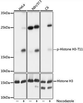 Epigenetics and Nuclear Signaling Antibodies 4 Anti-Phospho-Histone H3-T11 Antibody CABP0093