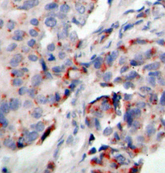 Immunology Antibodies 3 Anti-Phospho-JAK2-Y221 Antibody CABP0374