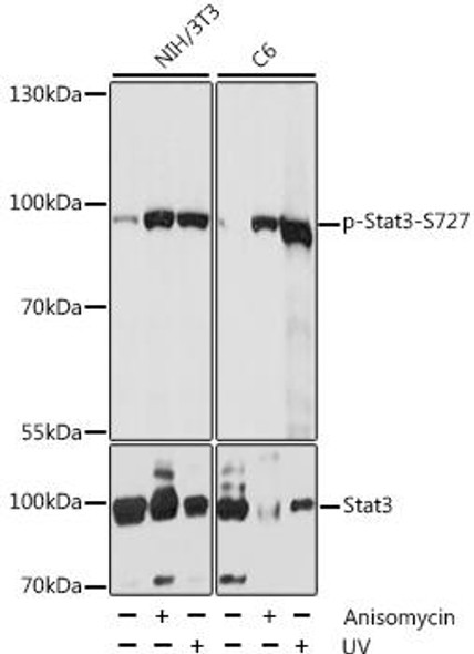 Immunology Antibodies 3 Anti-Phospho-Stat3-S727 Antibody CABP0474