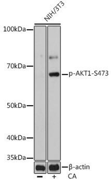 Cell Death Antibodies 2 Anti-Phospho-Akt1-S473 mAb Antibody CABP0637