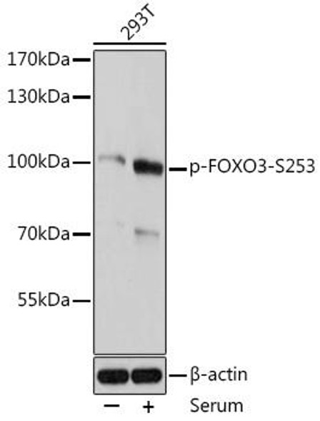 Cell Death Antibodies 2 Anti-Phospho-FOXO3-S253 Antibody CABP0684