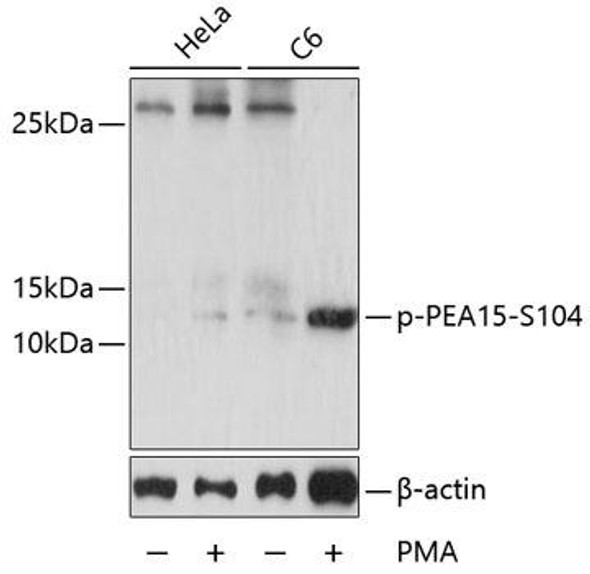 Cell Death Antibodies 2 Anti-Phospho-PEA15-S104 pAb Antibody CABP0788