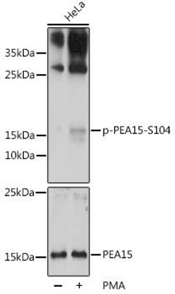 Cell Death Antibodies 2 Anti-Phospho-PEA15-S104 pAb Antibody CABP0788