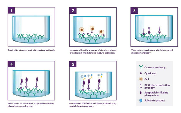 ELISpot Human Fas Ligand ELISpot Kit