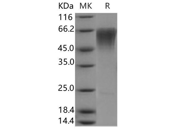 Human CLM-9/TREM4 Recombinant Protein (RPES0193)