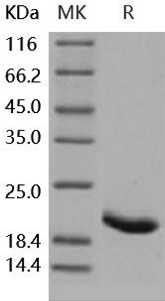 Human ILRA/IL1RN Recombinant Protein  (RPES0276)