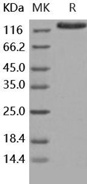 Human Contactin 3/CNTN3 Recombinant Protein (RPES0965)