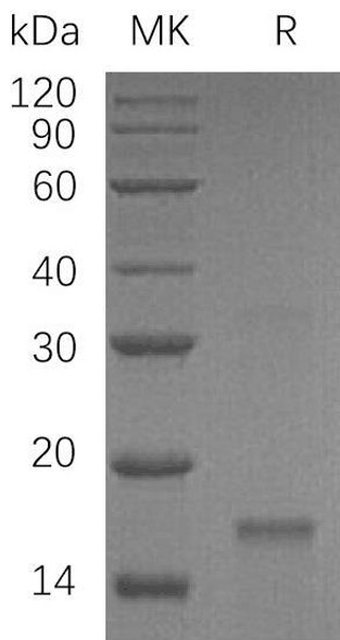 Inhibin Beta C Chain/INHBC Recombinant Protein (RPES1427)