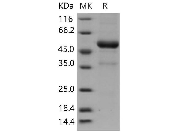 Mouse KLRB1F/NKR-P1F Recombinant Protein (RPES1623)