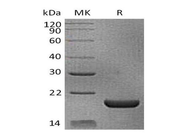 Mouse Interleukin18/IL18 Recombinant Protein (RPES1686)