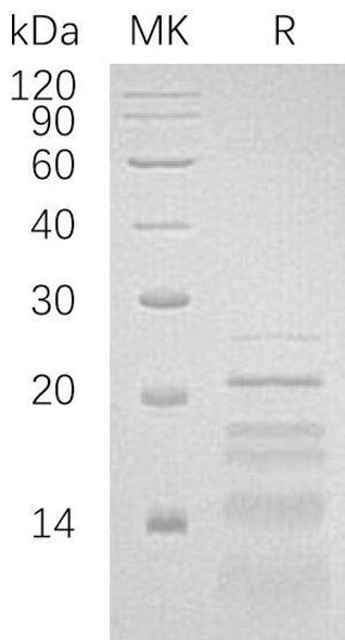 Human PHLDA2/BWR1C Recombinant Protein (RPES1782)