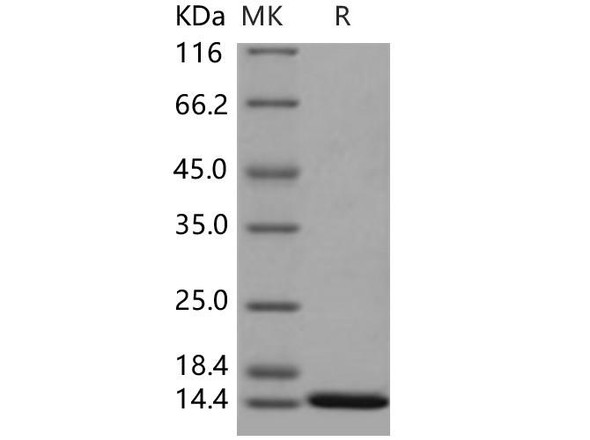 ISG15/G1P2 Recombinant Protein (mature form) (RPES1952)