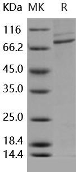 Human CSF1R/CD115 Recombinant Protein (RPES2052)