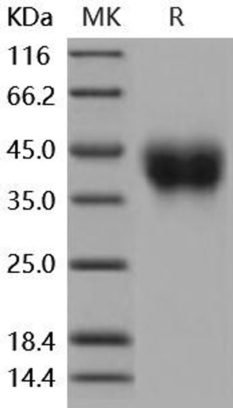 Mouse CD200 Recombinant Protein (RPES2140)