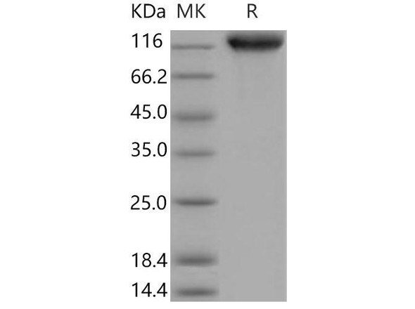 Mouse ICAM/CD54 Recombinant Protein (RPES2184)